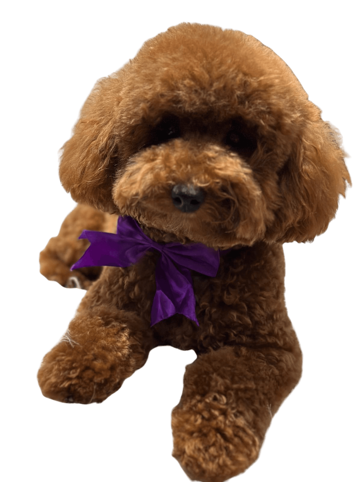 Biscuit Boo